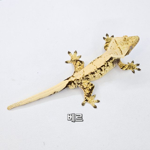 드리피 노멀 익스트림할리퀸