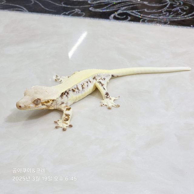 릴리화이트 트라이 솔리드백