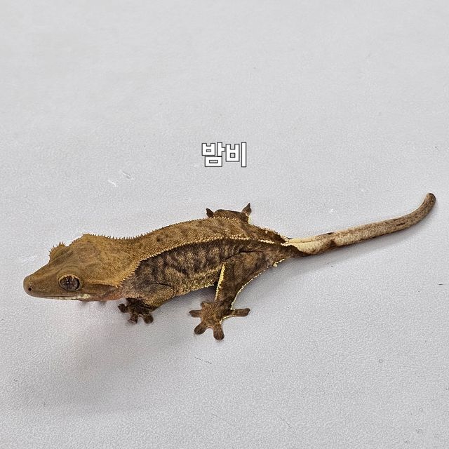 노멀