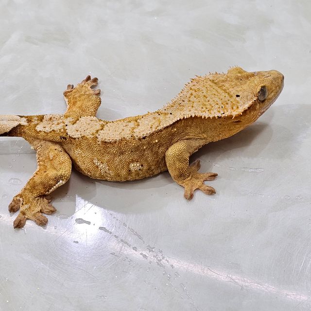 100%헷아잔틱