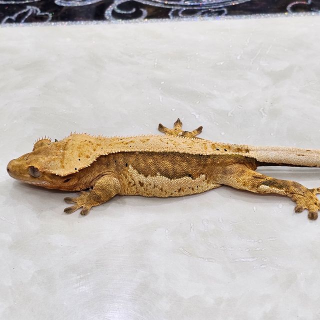 100%헷아잔틱