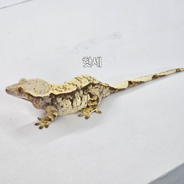 노멀 트라이