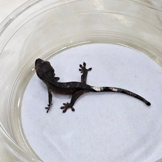 챠콜 알티
