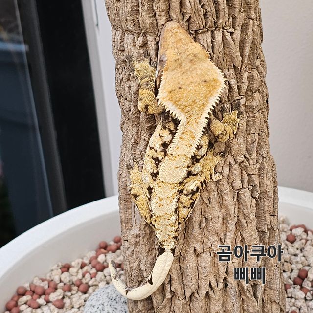 노멀 트라이 익스트림할리퀸