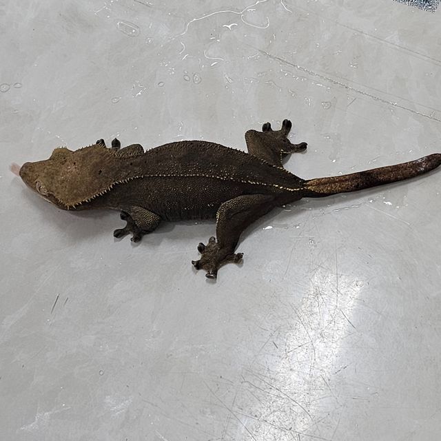 노멀 챠콜 알티