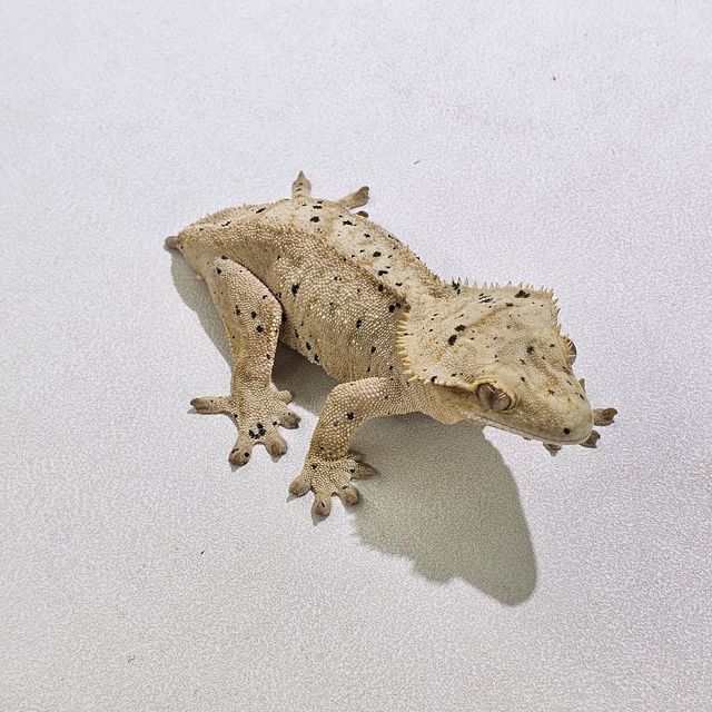 슈퍼달마시안