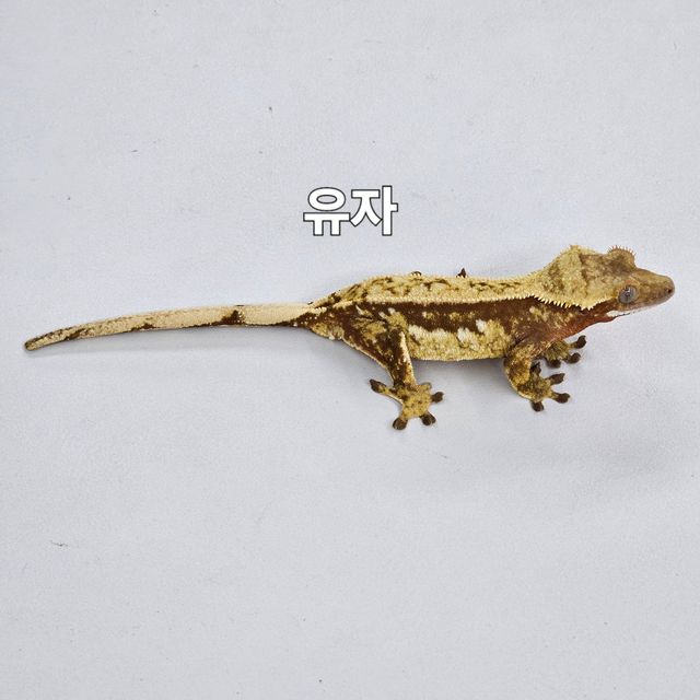 노멀
