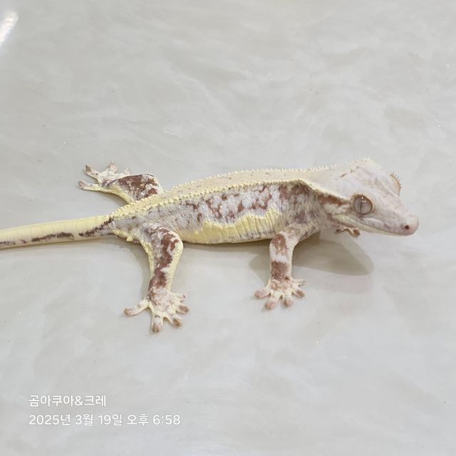 릴리화이트 레드