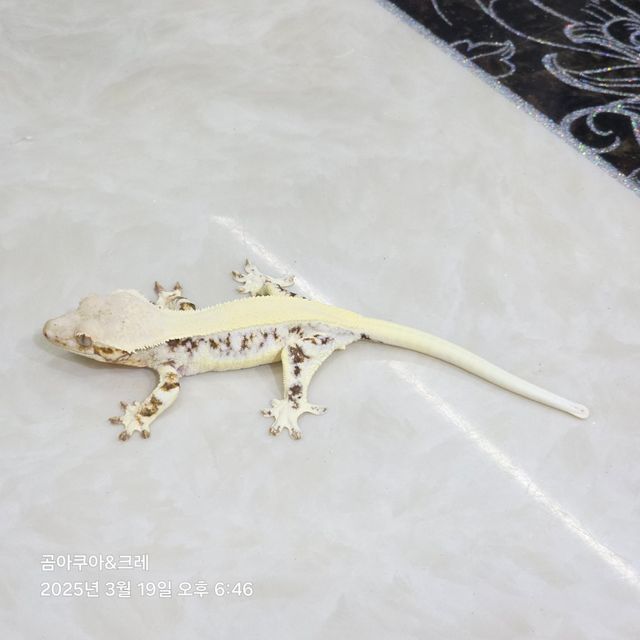 릴리화이트 트라이 솔리드백