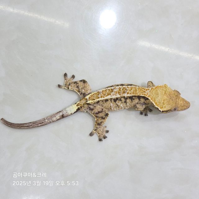 카푸치노 트라이 드리피 익스트림할리퀸 화이트스팟
