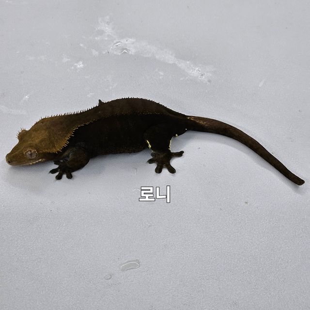 노멀 알티 챠콜