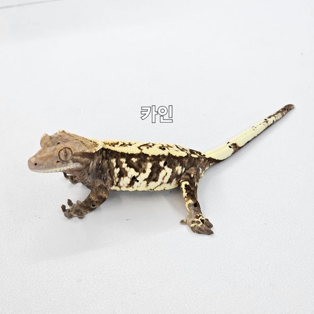 카푸치노
