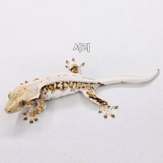 릴리화이트 트라이