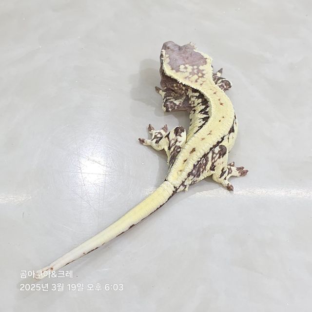 프라푸치노