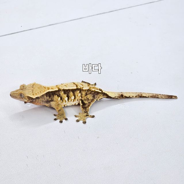 노멀 트라이