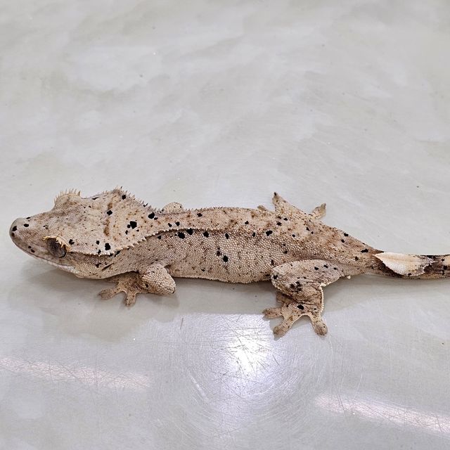 달마시안