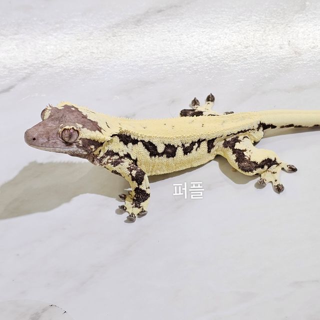 프라푸치노