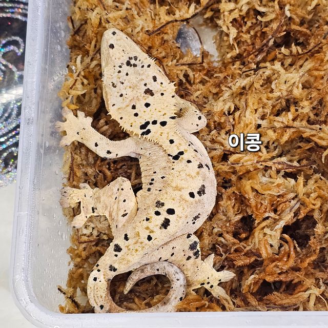 노멀 슈퍼달마시안