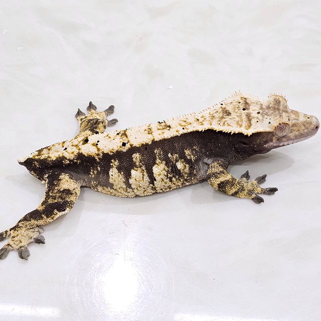 노멀