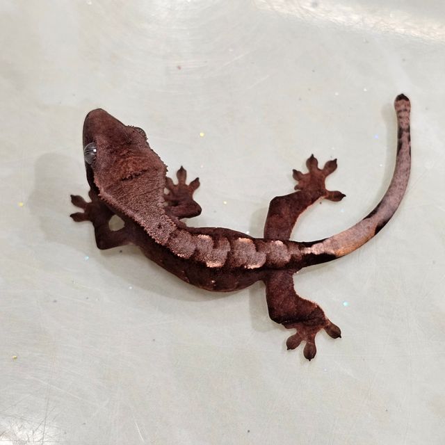 초초