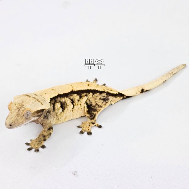 노멀 트라이 익스트림할리퀸