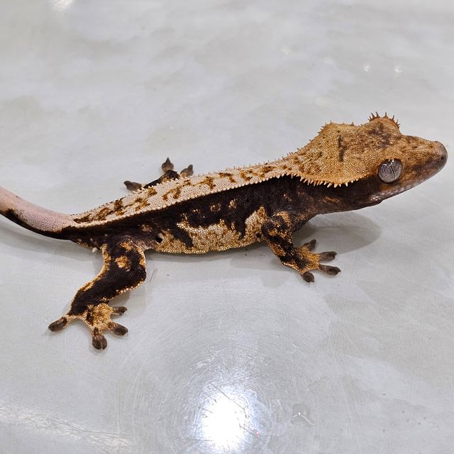 100%헷아잔틱