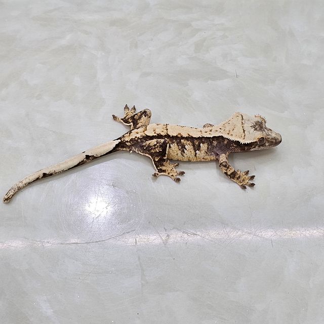 노멀 익스트림할리퀸 할리퀸