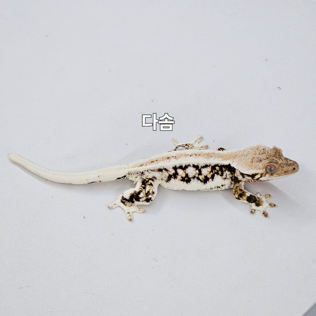 릴리화이트 트라이