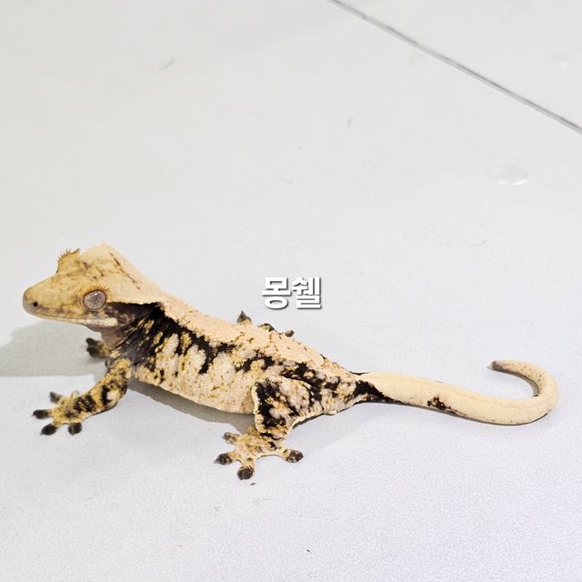 노멀 트라이 익스트림할리퀸 드리피