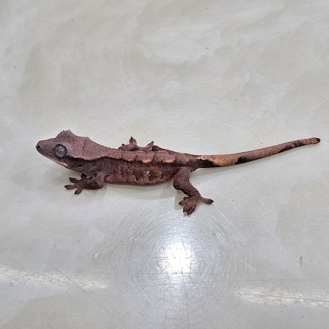 초초