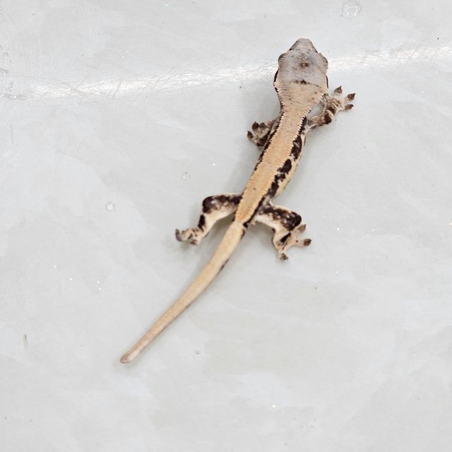 100%헷초초 릴리화이트