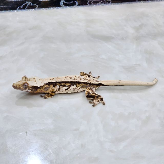 노멀 트라이 쿼드