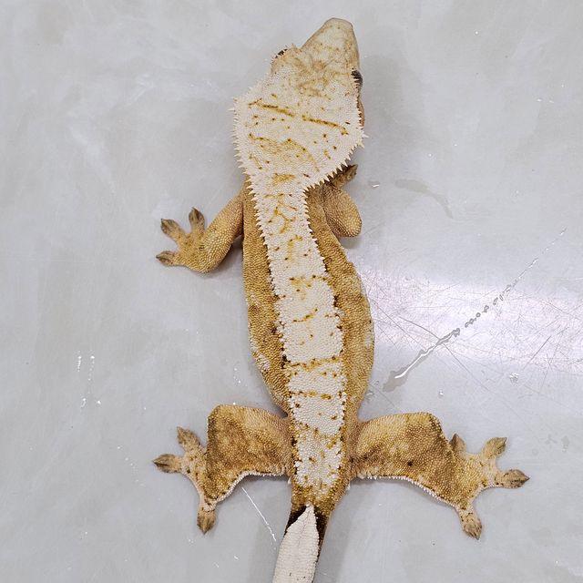 100%헷아잔틱