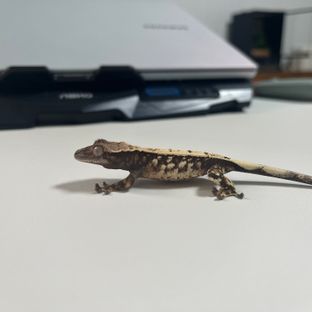 세이블 트라이