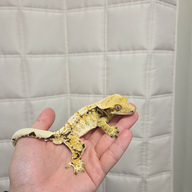 노멀 트라이 드리피 화이트스팟