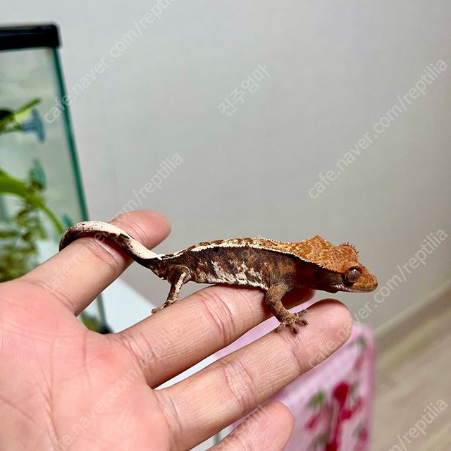 트라이 카푸치노 텐저린