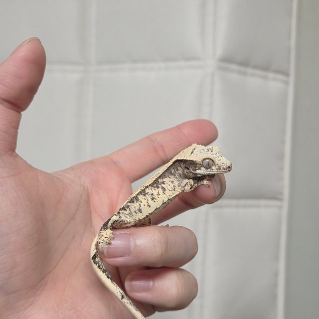 노멀 드리피 트라이 화이트스팟 화이트크라운 화이트핀