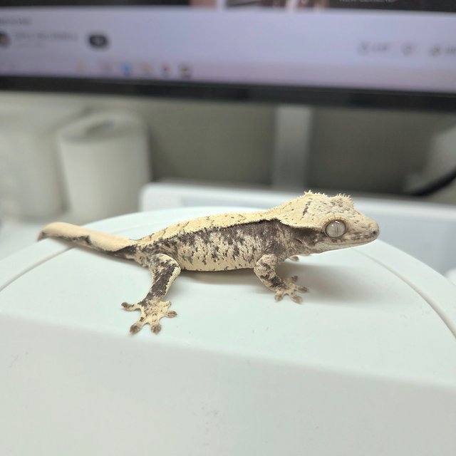 노멀 트라이 화이트스팟 드리피