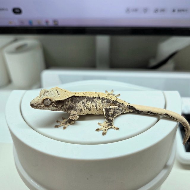 노멀 트라이 화이트스팟 드리피