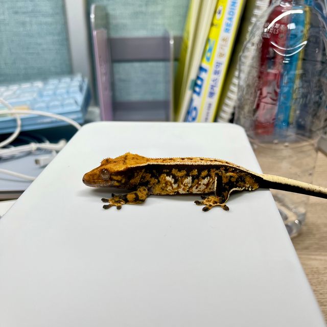 노멀 풀핀 슈퍼스트라이프 트라이 텐저린