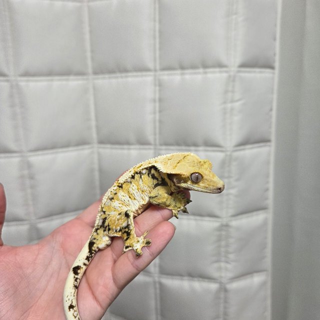 노멀 트라이 드리피 화이트스팟