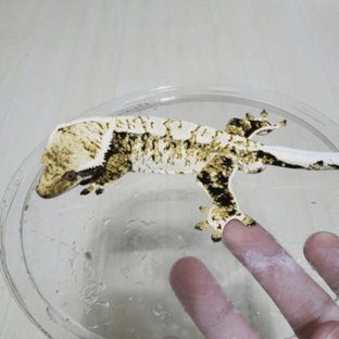 게코집 클라우스