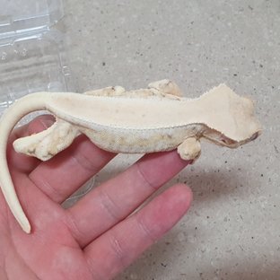 릴리화이트 솔리드백