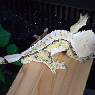 옐로우 트라이 익스트림할리퀸