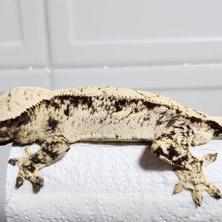 드리피 화이트스팟 쿼드