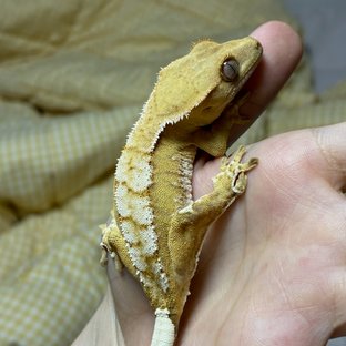 크림시클 옐로우