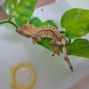 텐저린 트라이 익스트림할리퀸 화이트