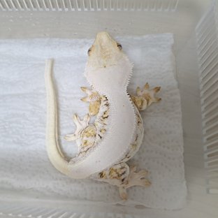 릴리화이트 솔리드백