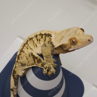 트라이 익스트림할리퀸