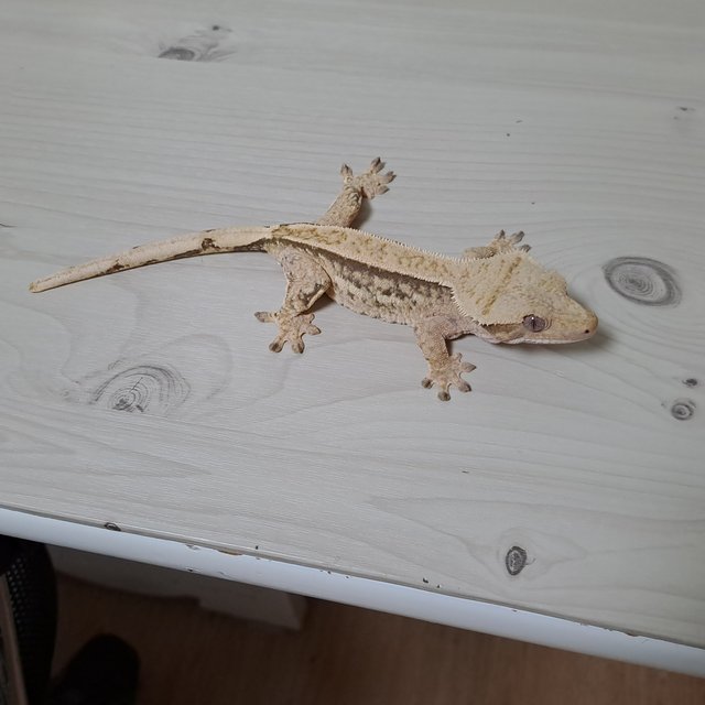 노멀 텐저린 트라이